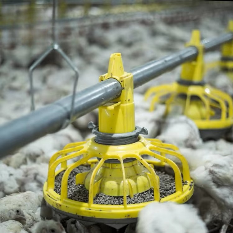 Farming Agriculture Equipment - Tavuk ve kümes hayvanları tarım ekipmanları/broiler
