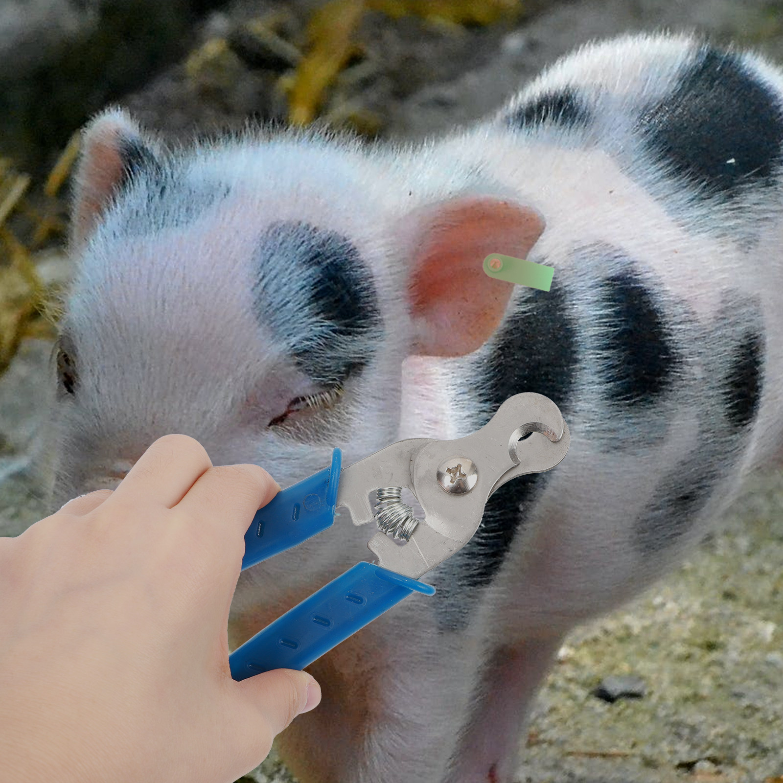 1 Adet Paslanmaz Çelikten Üret - Livestock Ear Tag incelemesi ve fiyatı