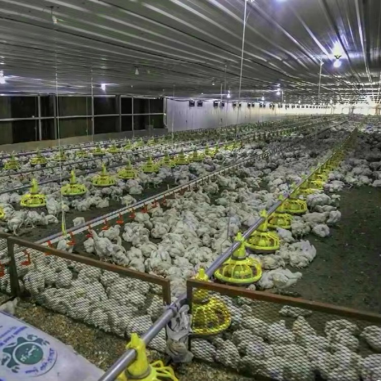 Tavuk ve kümes hayvanları tarı - Farming Agriculture Equipment incelemesi ve fiyatı