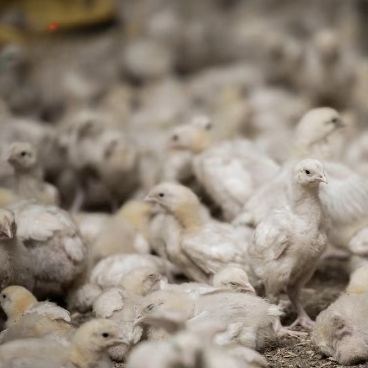 Tavuk ve kümes hayvanları tarı - Farming Agriculture Equipment incelemesi ve fiyatı