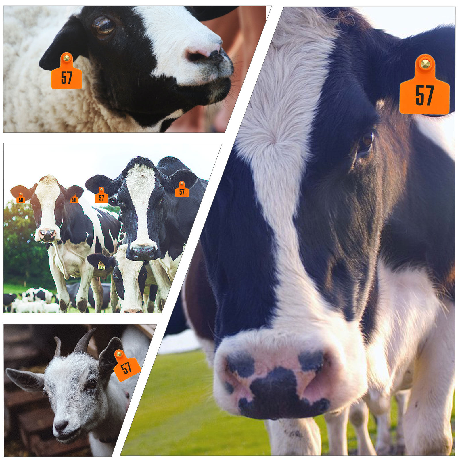 100 Adet Çevre Dostu Hayvan Ku - Livestock Ear Tag incelemesi ve fiyatı